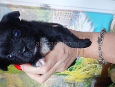 Продаём щенка чихуахуа 