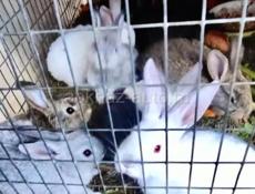 КРОЛИКИ 700 руб