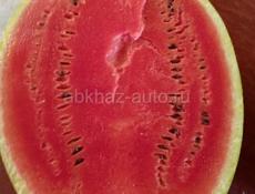 Семена арбуза 
