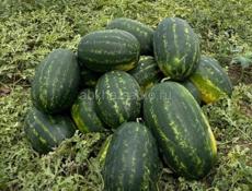 Семена арбуза 