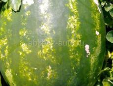 Семена арбуза 