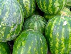 Семена арбуза 
