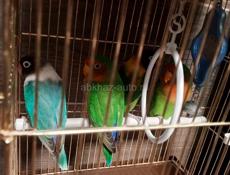 Попугай неразлучник