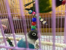 Попугай неразлучник