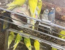 Попугай волнистый