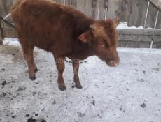 Продаются бычки 