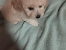 Той пудель мальчики