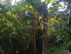 Гагры дом срочно 