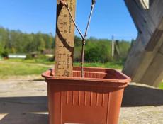 Дуб красный