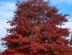 Дуб красный