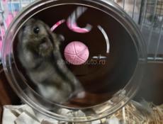 Сирийские хомяки.