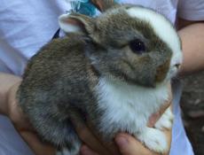 Карликовые кролики.