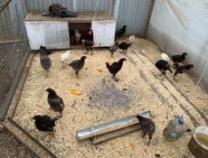 Продаются цыплята