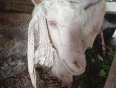 Продаётся коза 2 года девочка 20 кг примерно очень срочно