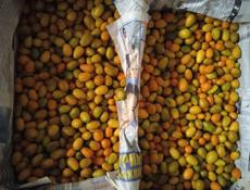 Кумкват / Кинкан