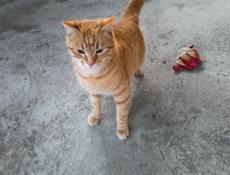 Котик в добрые руки