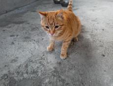 Котик в добрые руки