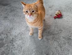 Котик в добрые руки