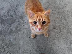 Котик в добрые руки