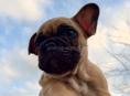 Французский бульдог