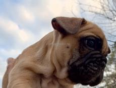 Французский бульдог