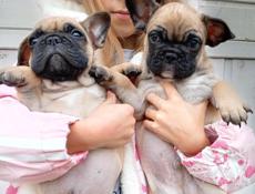 Французский бульдог