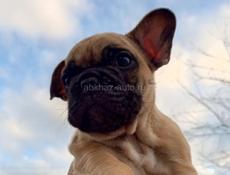 Французский бульдог
