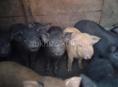 Поросята
