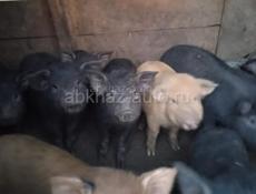 Поросята