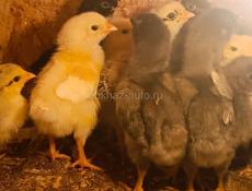 Цыплята 