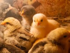 Цыплята 
