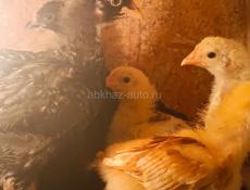 Цыплята 