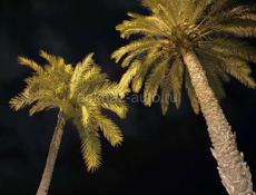 Две машины обменяю на травмат