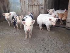 Поросята 