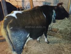 Продается  срочно 