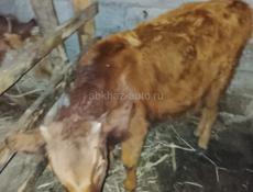 Продается  срочно 