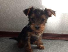 ЧИСТОКРОВНЫЙ ЩЕНОК ЙОРКА ( МАЛЬЧИК )