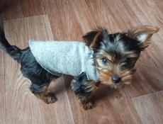 ЧИСТОКРОВНЫЙ ЩЕНОК ЙОРКА ( МАЛЬЧИК )