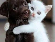 аренда. помещения