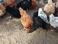 ПРОДАЮТСЯ КУРЫ 