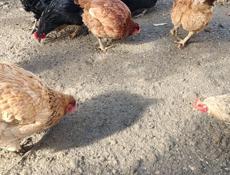 ПРОДАЮТСЯ КУРЫ 