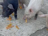 Породистые поросята 