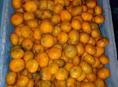 Продаются мандарины 