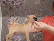 Чихуахуа щенок 🐶 