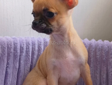 Чихуахуа щенок 🐶 