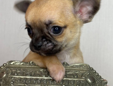 Чихуахуа щенок 🐶 