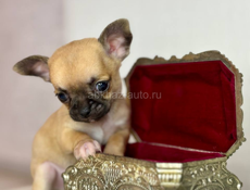 Чихуахуа щенок 🐶 