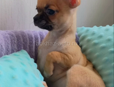 Чихуахуа щенок 🐶 