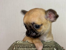 Чихуахуа щенок 🐶 