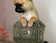 Чихуахуа щенок 🐶 